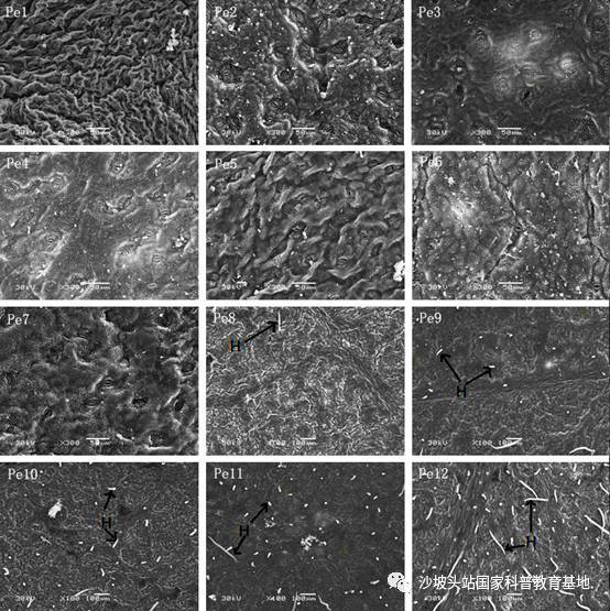 沙漠衛(wèi)士胡楊 葉子的生存智慧與日用百貨的啟示